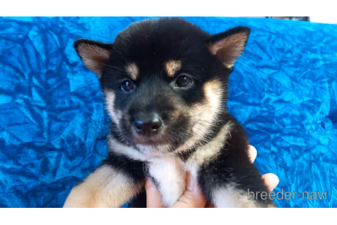 成約済の沖縄県の柴犬-151911の1枚目